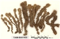 藏品(密葉泥炭苔)的圖片